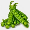 Fresh green peas matar vegetable for cooking at Euro Hyper Market