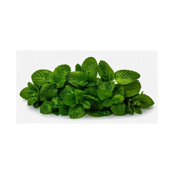 Fresh mint podina leaves for chutney and cooking at Euro Hyper Market