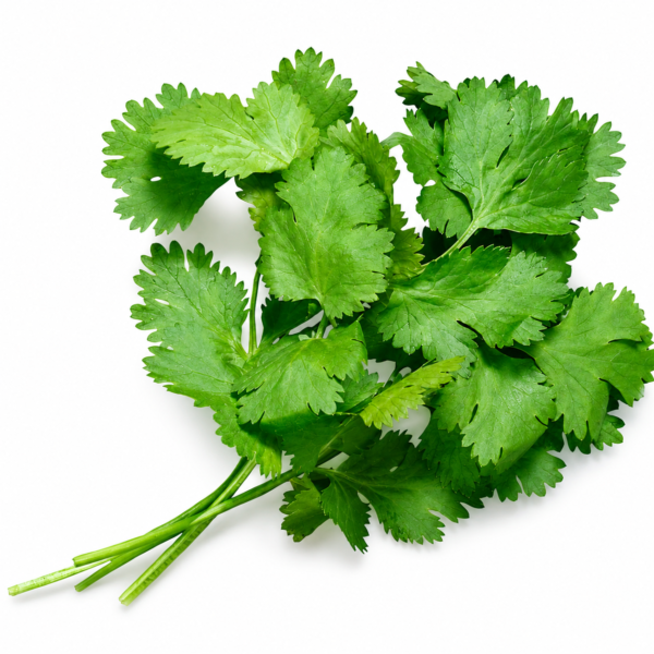 Fresh coriander hara dhania leaves for cooking at Euro Hyper Market