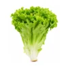 Fresh lettuce salad leaves for salads and burgers at Euro Hyper Market