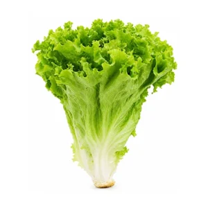 Fresh lettuce salad leaves for salads and burgers at Euro Hyper Market