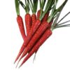 Fresh desi gajar carrot vegetable for cooking and salads at Euro Hyper Market